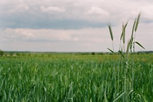 terenowe wózki widłowe